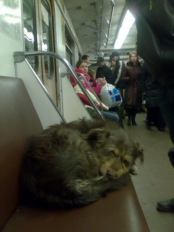 Пёс в метро