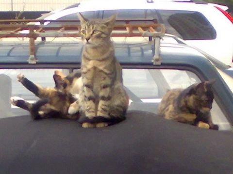 Коты на BMW