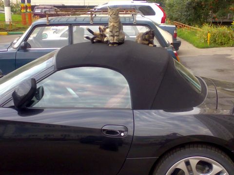 Коты на кабриолете
