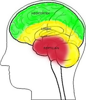 Три мозга в человеке